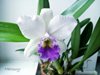 Lc. Sierra Skies Leone BMJOGA (Lc.Parysatis x C.mossia)